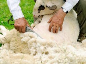 6 große Säcke Schafwolle