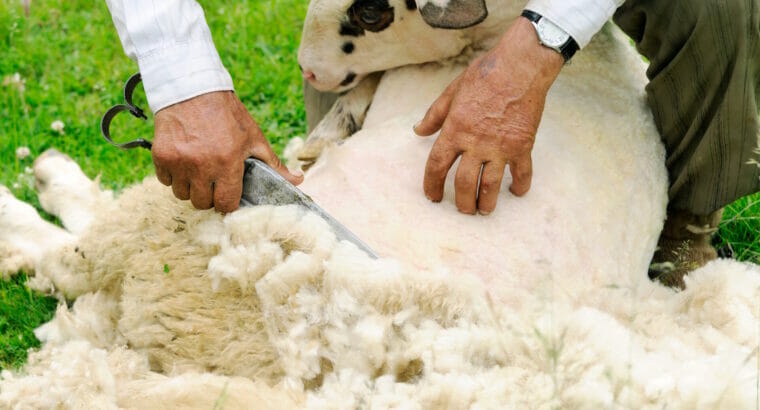 6 große Säcke Schafwolle