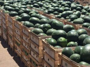 1 Kilogramm griechische Wassermelonen