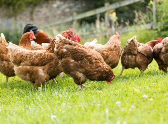 Eier von freilaufenden Hühnern