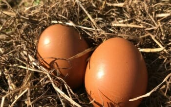 10 Bio-Eier aus Freilandhaltung