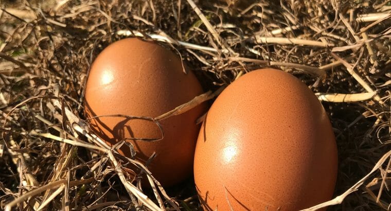 10 Bio-Eier aus Freilandhaltung