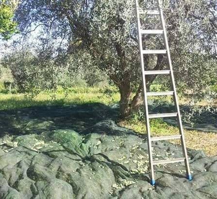 Olivenöl Güteklasse 1a aus Sizilien